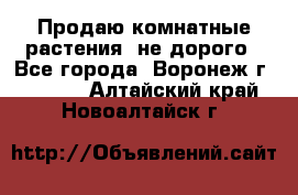 Продаю комнатные растения  не дорого - Все города, Воронеж г.  »    . Алтайский край,Новоалтайск г.